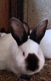 Kalifornský králik - 10