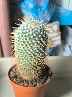 Kaktusy a sukulenty - 10