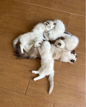 Mačiatka Ragdoll s PP - 10