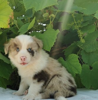 Border Collie, kolia - 10
