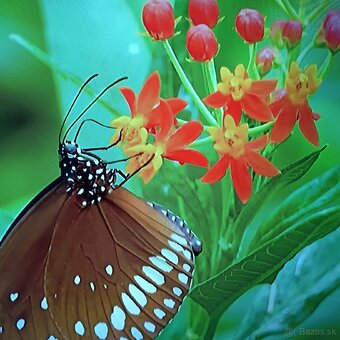 Thomson 4k Android smart tv 55(139) - 10