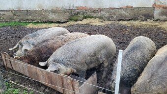 Jatočné ošípané. - 10