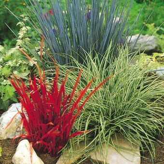 RED BARÓN IMPERATA (Červený barón), 2,50 E/ks,okrasná tráva. - 10