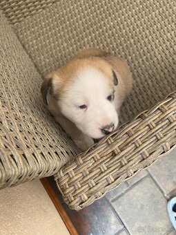 Šteniatka Labradora retrievera - 10