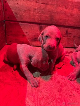 Weimarský stavač šteniatka - 10