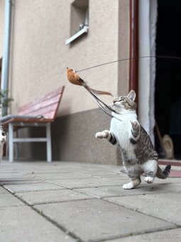 Darujem mačiatko - 10