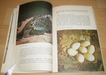 Bažanti a ostatní hrabaví - 10