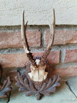 Trofeje srncov na podlozkach - 10