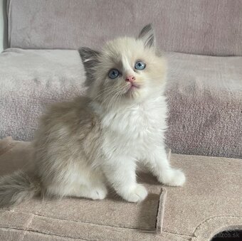 Ragdoll bez pp - 10