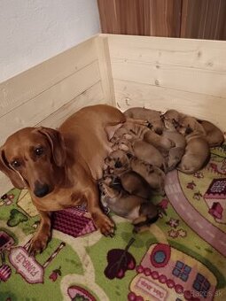 Šteniatka krátkosrtý jazvečík "štandard" - 10