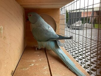 Alexander hch / opalin - 10