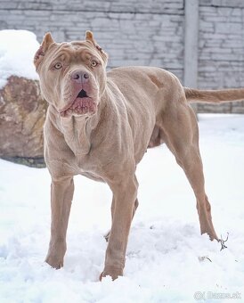 Bandog , Mastiff , Mollos - 10