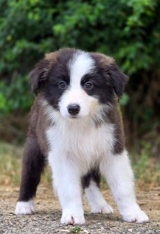 Austrálsky ovčiak × Border collie, borderka, border kólia - 10