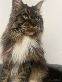 Mainska myvalia mačka main coon - 10