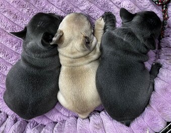 Francuzsky buldoček - 10