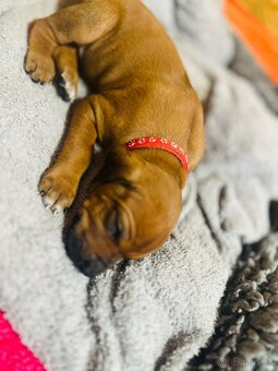 Rhodesian Ridgeback s preukazom pôvodu - 10