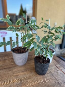 Ficus benjamina - Fikus benjamín / Variegata - 10
