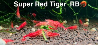 TOP PREMIUM Krevety, Akva machy, PREMIUM RED BOA - TRENCIN - 10