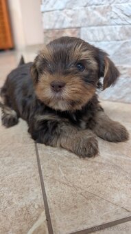 Yorkshire terrier - 10