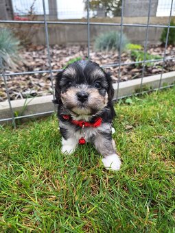 Havanský psík - 10