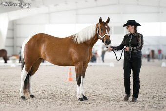 Pripúšťanie American Quarter Horse - 10