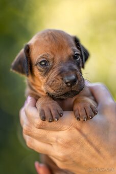 Rhodesian ridgeback steniatka s PP - 10