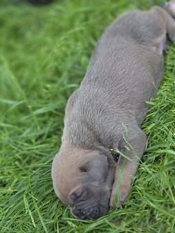 Cane corso šteniatka - 10