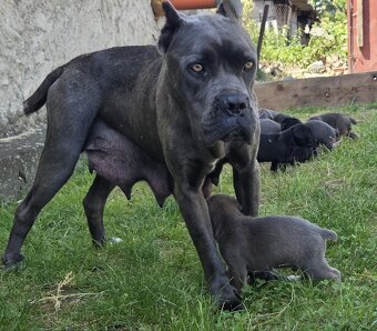 Cane corso šteniatka - 10