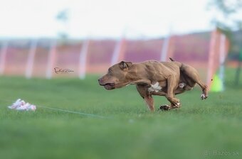 Americký pitbull teriér štěňata s PP - 10