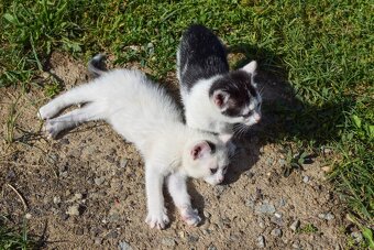 Darujem mačiatka do dobrých rúk 🐾 - 10