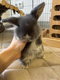 Ponúkame na predaj minilop zajačikov, králičkov, zajacov - 10