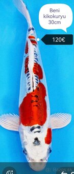 Koi kapre - 10