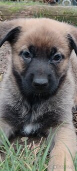šteniatka belgicky ovčiak/ cross - 10