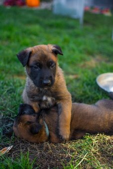 Šteniatka belgický ovčiak malinois s PP - 10