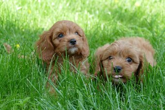 Cavapoo - 10