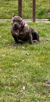 American Bully pocket - 10