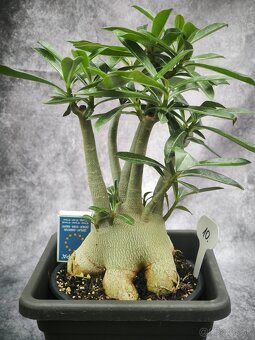 Púštna ruža - Adenium obesum bonsaj - 10