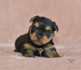YORKSHIRE TERRIER s PP rodokmenom - yorkshirsky terier - 10