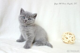 Nádherné britské mačiatka s PP ♥ - 10