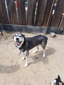 Šteniatka sibírsky husky - 10