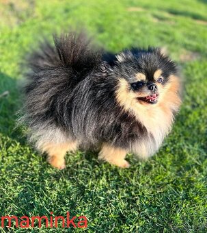 Pomeranian mini - 10