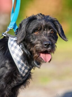 Darujem malú strapatú sučku Muriel - mix bradáč / jazvečík - 10