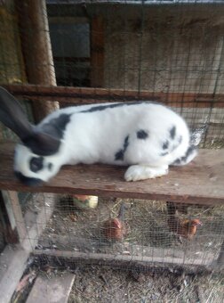 Nemecký obrovitý strakáč - 10