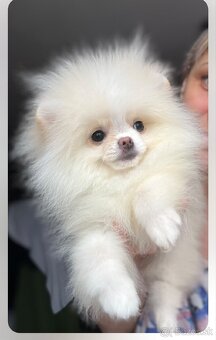 Pomeranian - 10