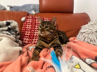 Bengalska macka - 10