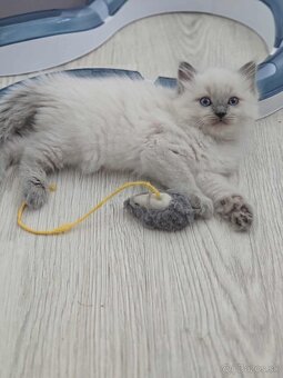 Ragdoll mačiatka - 10