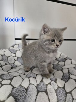 Škótske mačiatka - 10