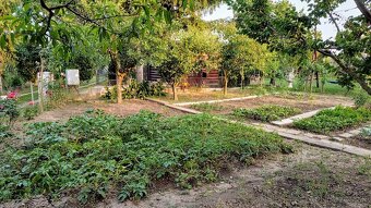 Záhrada s chatkou Šaľa - Veča - 10