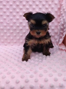 Yorkshire terrier - 10