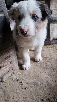 Steniatka border kolia - 10